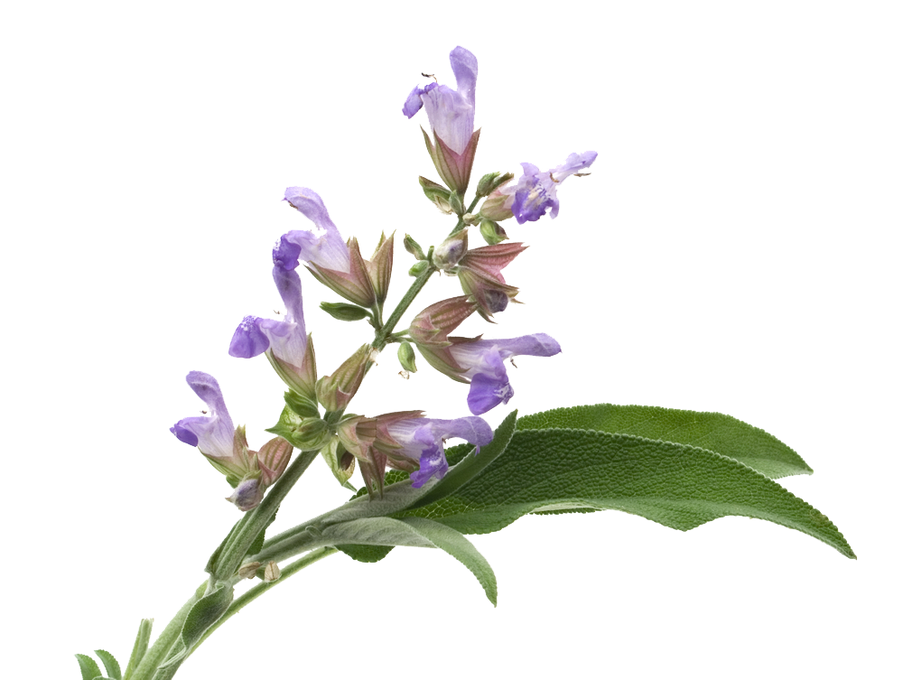 Sauge à feuilles de lavande